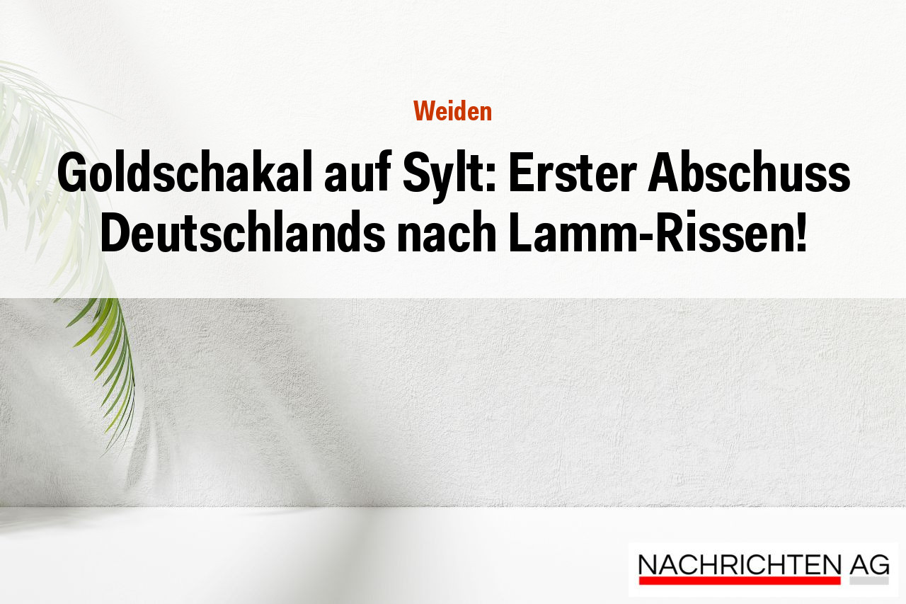 Goldschakal auf Sylt: Erster Abschuss Deutschlands nach Lamm-Rissen!