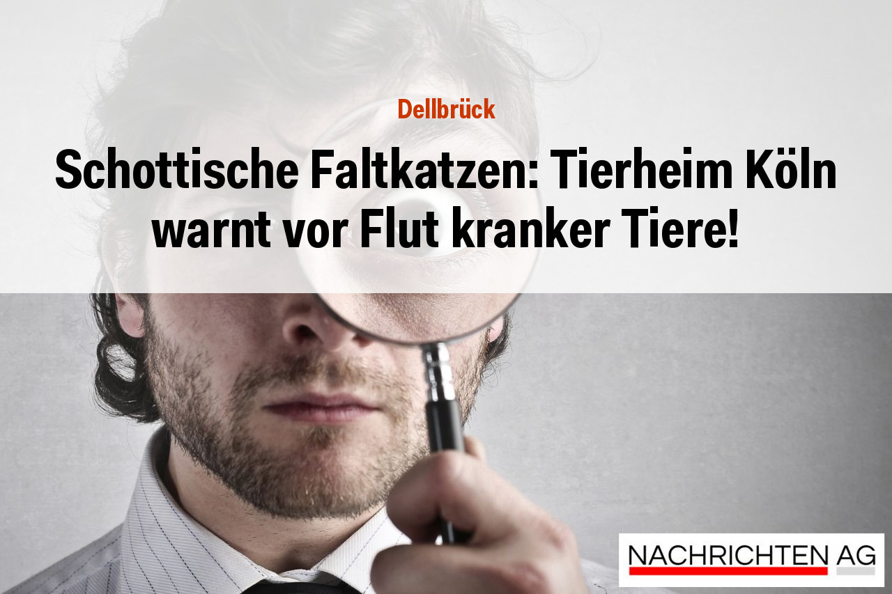 Schottische Faltkatzen: Tierheim Köln warnt vor Flut kranker Tiere!