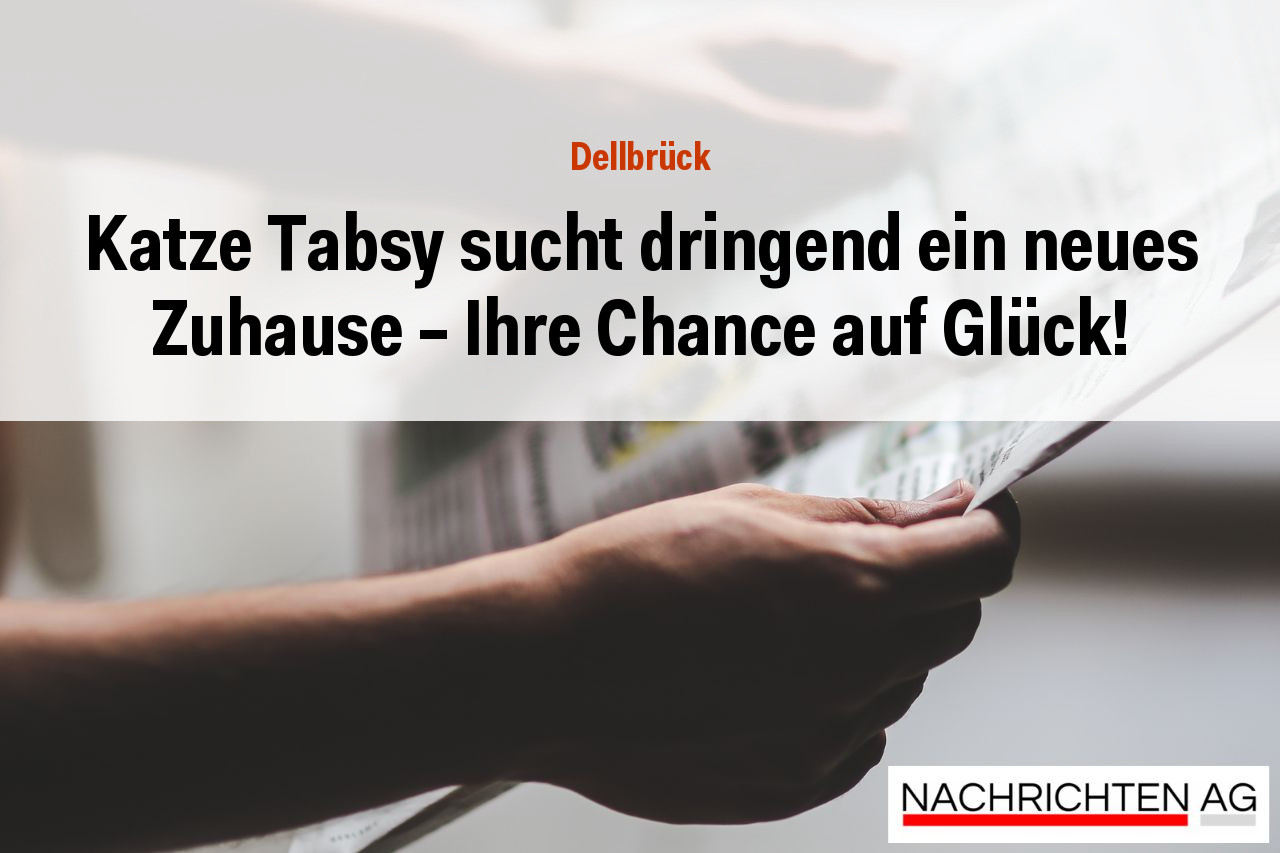 Katze Tabsy sucht dringend ein neues Zuhause – Ihre Chance auf Glück!