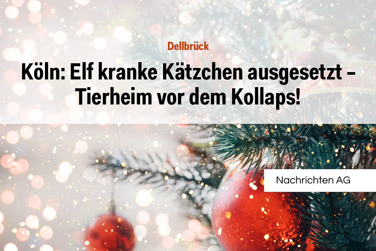 Köln: Elf kranke Kätzchen ausgesetzt – Tierheim vor dem Kollaps!