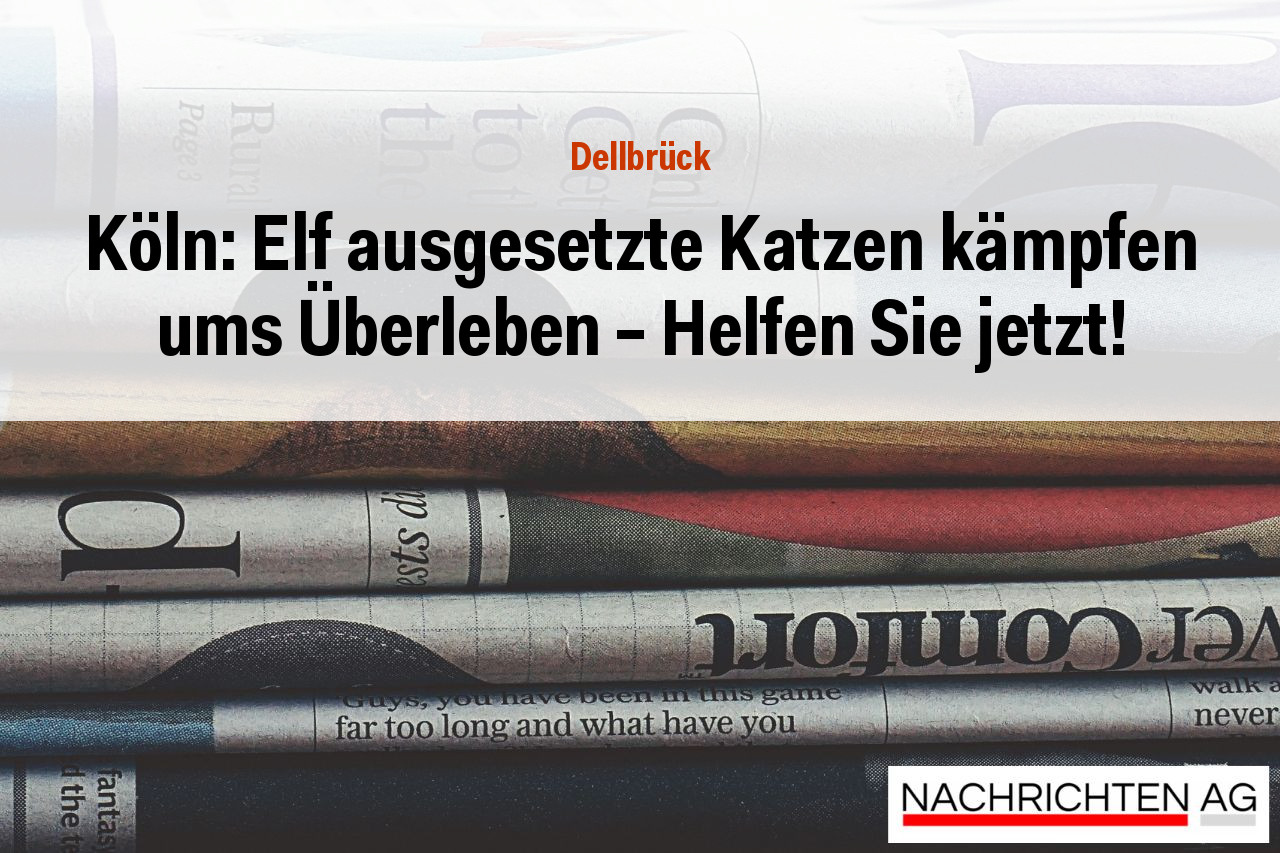 Köln: Elf ausgesetzte Katzen kämpfen ums Überleben – Helfen Sie jetzt!