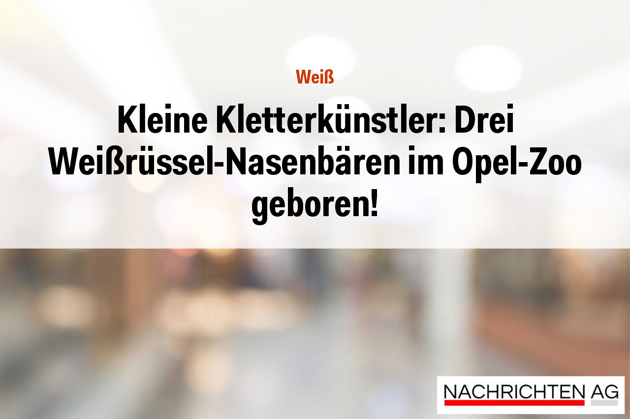 Kleine Kletterkünstler: Drei Weißrüssel-Nasenbären im Opel-Zoo geboren!